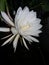 Brahma Kamal, Epiphyllum Oxypetalum Flower of my garden