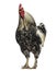 Brahma rooster crowing, isolated