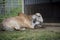 Brahma sleeping next to the barn