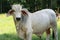 Brahman Bull