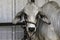 Brahman bull portrait