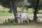 Brahman Bull in the Shade