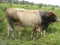 Brahman Bull standing in grassland.