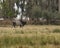 Brahman Bull waling in field