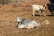 Brahman calf in feedlot in South Africa