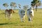 Brahman cattle