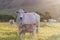 Brahman cattle - Bos Indicus