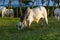 Brahman cattle - Bos Indicus