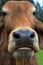 Brahman Cattle Closeup Portrait in farm