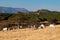 Brahman cattle grazing on a pasture 2