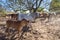 Brahman Cattle in the Kimberley