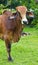 Brahman cattle standing on the yard