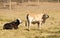 Brahman Cattle Two Cows on farm