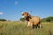 Brahman cow on a rural farm - South Africa