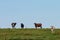 Brahman cows on a ridge