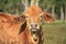 Brahman cross Angus steer