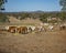 Brahman cross cattle