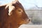 Brahman crossbred calf close up