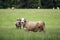 Brahman crossbred cow and calf in pasture