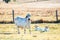 Brahman mother in rural Australia with calves