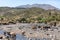 Brahman or Zebu bulls drinking water in Tigray, Northern Ethiopia