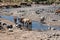 Brahman or Zebu bulls drinking water in Tigray, Northern Ethiopia