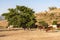 Brahman or Zebu bulls near the Blue Nile falls, Tis-Isat in Ethiopia