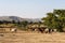 Brahman or Zebu bulls near the Blue Nile falls, Tis-Isat in Ethiopia