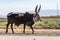 Brahman or Zebu bulls on the road to Gheralta in Tigray, Ethiopia