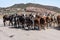 Brahman or Zebu bulls on the road to Gheralta in Tigray, Ethiopia