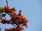 Brahmani Myna Bird on Palash flowers