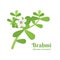 Brahmi Bacopa monnieri is one of the medicinal plants in Ayurvedic medicine.