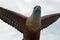 Brahmin kite, Kuah, Langkawi, Malaysia