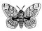 Brahmin moth drawing