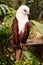 Brahminy Kite