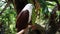 Brahminy Kite