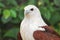 Brahminy Kite Eagle