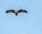 A Brahminy kite flying