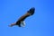 Brahminy Kite flying, Langkawi island, Malaysia