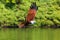 Brahminy kite flying over the water