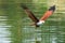 Brahminy kite flying over the water