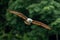 Brahminy Kite gliding with wings fully spread