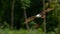 Brahminy Kite gliding with wings fully spread