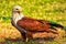 Brahminy Kite (Haliastur indus)