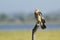 Brahminy kite immature in Arugam bay, Sri Lanka