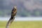 Brahminy kite immature in Pottuvil, Sri Lanka