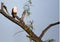 Brahminy kite perching