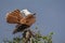 Brahminy Kite Preening - Haliastur Indus