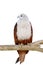 Brahminy Kite Red backed sea eagle Haliastur indus