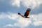 Brahminy kite soaring in the sky